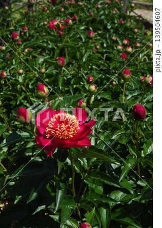 芍薬の花"未来" 139504607