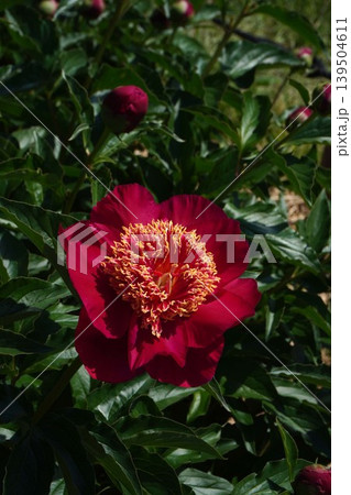 芍薬の花"未来" 芍薬の花"未来" 139504611