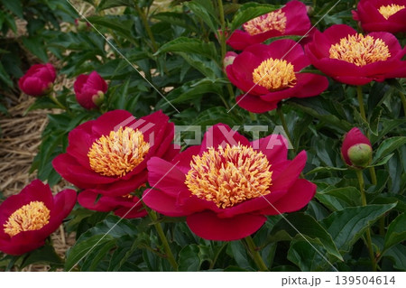 芍薬の花"未来" 芍薬の花"未来" 139504614