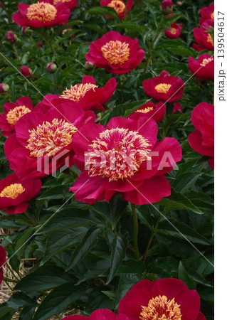 芍薬の花"未来" 139504617