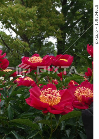 芍薬の花"未来" 139504618
