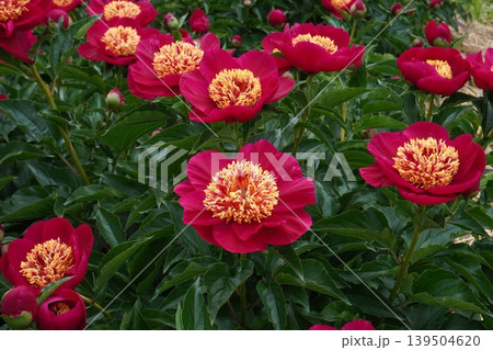 芍薬の花"未来" 芍薬の花"未来" 139504620