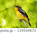 新緑の森でさえずるキビタキのオス 139504672