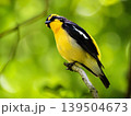 新緑を背景に枝にとまるキビタキ 139504673