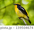 新緑を背景に枝にとまるキビタキ 139504674