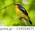 新緑を背景に枝にとまるキビタキ 139504675