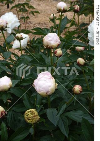 芍薬の花"氷点"・2026年5月 芍薬の花"氷点"・2026年5月 139504811