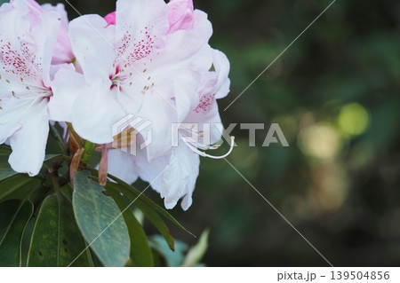 ピンクのシャクナゲの花 ピンクのシャクナゲの花 139504856