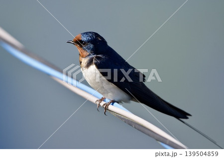 ツバメ swallow / Japan ツバメ swallow / Japan 139504859