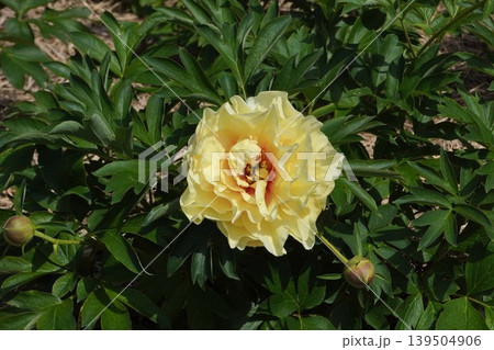 芍薬の花"黄金の塔"・2026年5月 芍薬の花"黄金の塔"・2026年5月 139504906