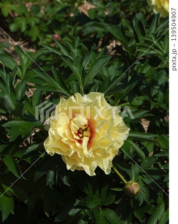 芍薬の花"黄金の塔"・2026年5月 芍薬の花"黄金の塔"・2026年5月 139504907