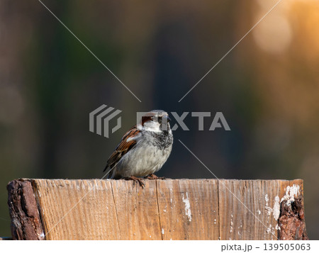 A closeup shot of a common sparrow 139505063
