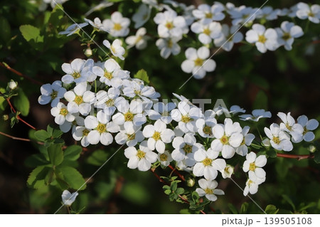 春の庭に咲く白い小さなユキヤナギの花 春の庭に咲く白い小さなユキヤナギの花 139505108