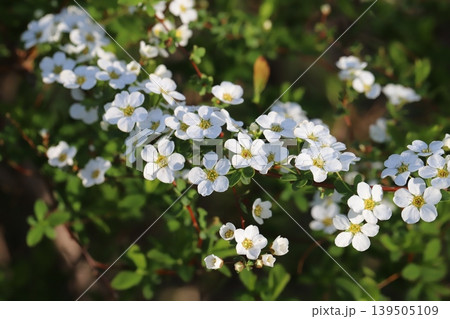 春の庭に咲く白い小さなユキヤナギの花 139505109