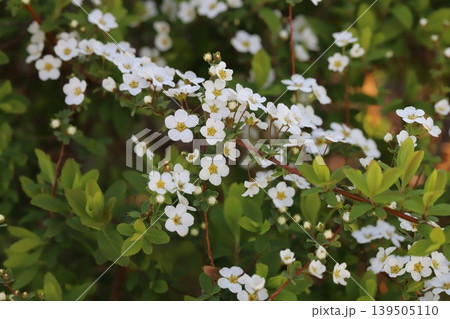 春の庭に咲く白い小さなユキヤナギの花 春の庭に咲く白い小さなユキヤナギの花 139505110