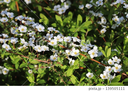 春の庭に咲く白い小さなユキヤナギの花 春の庭に咲く白い小さなユキヤナギの花 139505111