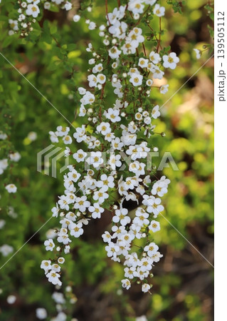 春の庭に咲く白い小さなユキヤナギの花 139505112