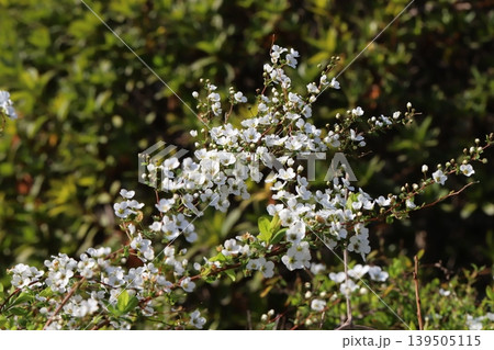 春の庭に咲く白い小さなユキヤナギの花 春の庭に咲く白い小さなユキヤナギの花 139505115
