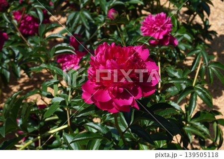 芍薬の花(恋唄)・2026年5月 芍薬の花(恋唄)・2026年5月 139505118