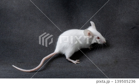 White albino mouse (Mus musculus) posing on a rock with black background. 139505236