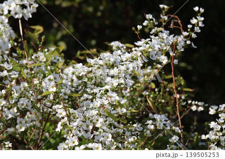 春の庭に咲く白い小さなユキヤナギの花 春の庭に咲く白い小さなユキヤナギの花 139505253