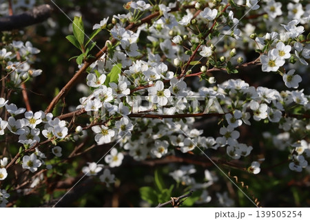 春の庭に咲く白い小さなユキヤナギの花 春の庭に咲く白い小さなユキヤナギの花 139505254
