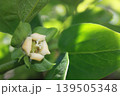 ひっそりと美しい柿の花 139505348