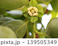 静かに美しく咲く柿の花 139505349