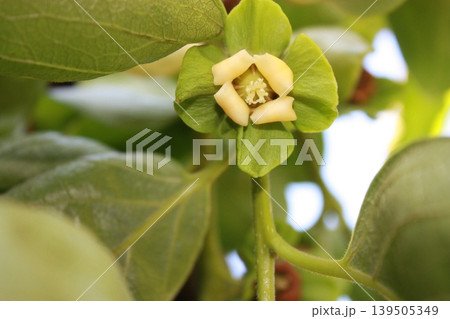 静かに美しく咲く柿の花 静かに美しく咲く柿の花 139505349