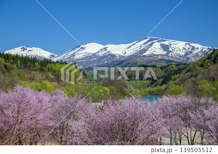 桜と残雪の月山 桜と残雪の月山 139505512