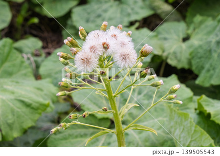蕗(ふき)の花(綿毛) 蕗(ふき)の花(綿毛) 139505543