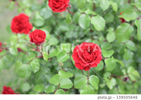 赤いバラ バラの花 赤色 初夏 5月 梅雨 イメージ 139505648