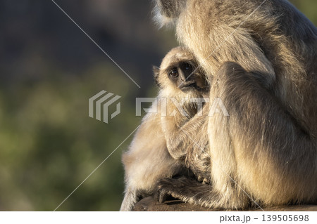 Gray langur baby with mother close up Ranthambore Rajasthan India primate parenting and bonding behavior 139505698