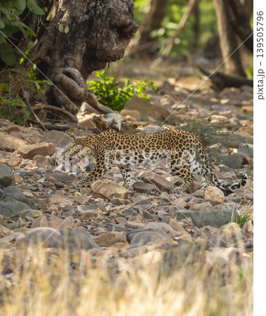 Female Indian leopard walking on rocky riverbed with open mouth, Ranthambore National Park Rajasthan India  wildlife behavior 139505796