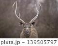 Male sambar deer portrait with large antlers Ranthambore National Park Rajasthan India alert wildlife close up 139505797