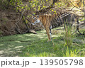 Female Bengal tiger standing at waterhole in forest habitat Ranthambore National Park Rajasthan India  wildlife scene 139505798