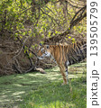 Female Bengal tiger standing at waterhole in forest habitat Ranthambore National Park Rajasthan India  wildlife behavior 139505799