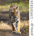 Female Bengal tiger walking head on toward camera in Jim Corbett National Park, India 139505816
