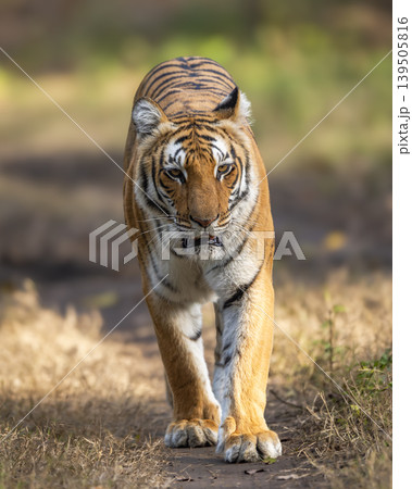 Female Bengal tiger walking head on toward camera in Jim Corbett National Park, India 139505816