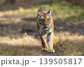 Female Bengal tiger walking toward camera in Jim Corbett National Park, India 139505817