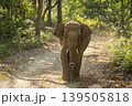 Young tusker Asian elephant walking head on in Jim Corbett National Park, India 139505818