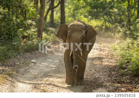 Young tusker Asian elephant walking head on in Jim Corbett National Park, India 139505818