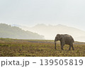 Super tusker Asian elephant walking in grassland at Dhikala Zone, Jim Corbett National Park, indiaSuper tusker Asian elephant walking in grassland at Dhikala Zone, Jim Corbett National Park, india 139505819