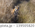 Young subadult Bengal tiger in Dhikala grassland, Jim Corbett National Park, India 139505820