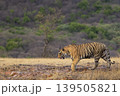 Bengal tiger walking in dry grassland at Ranthambore National Park 139505821