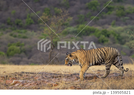 Bengal tiger walking in dry grassland at Ranthambore National Park 139505821
