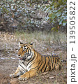 Female Bengal tiger lying in dry forest at Ranthambore National Park 139505822