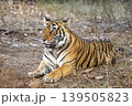 Female Bengal tiger lying on forest floor at Ranthambore National Park 139505823