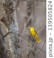 Indian golden oriole perched on branch at Ranthambore National Park 139505824