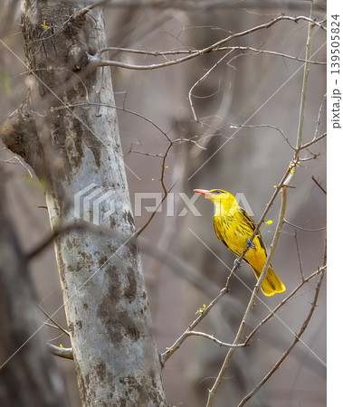 Indian golden oriole perched on branch at Ranthambore National Park Indian golden oriole perched on branch at Ranthambore National Park 139505824
